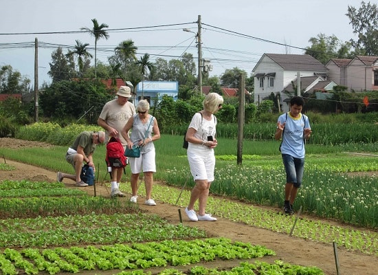 Làng rau Trà Quế - điểm đến hấp dẫn du khách