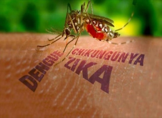 Bao giờ có vắc-xin diệt virus Zika?