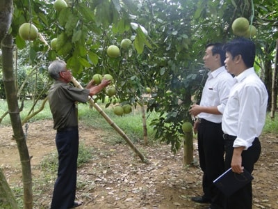 Tổ vay vốn, cánh tay nối dài của ngân hàng đến nông dân