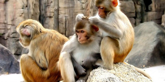 Tản mạn về con khỉ