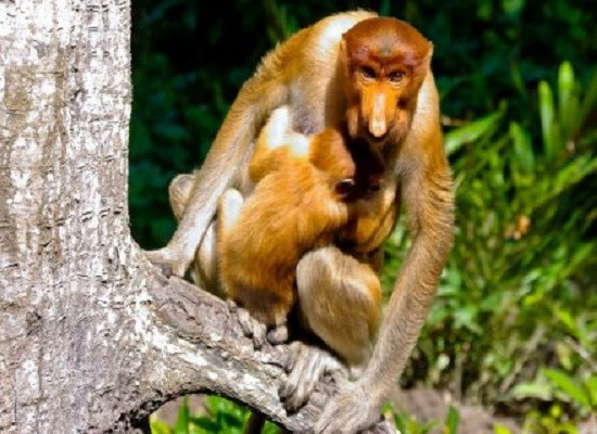 Những “bí mật” ít biết về loài khỉ