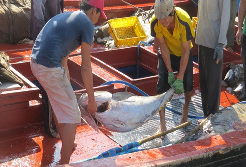 Phú Yên: Ngư dân trúng đậm cá ngừ đại dương