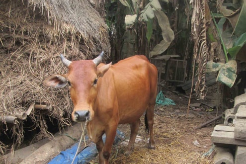 Cả làng kéo nhau đi xem bò mẹ sinh bê con có 2 đầu