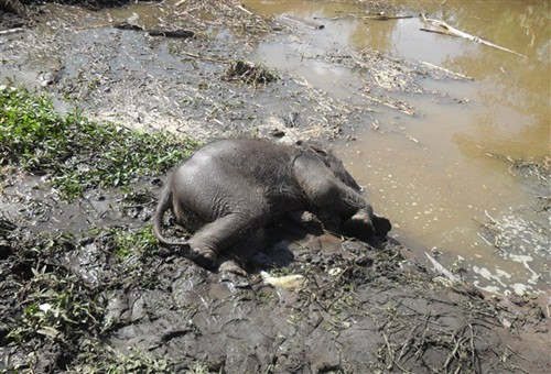 Phát hiện voi rừng chết dưới hồ nước
