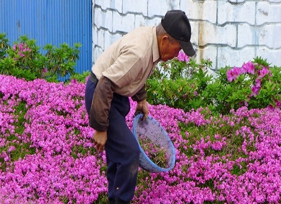 Cảm động cụ ông trồng vườn hoa khổng lồ tìm lại nụ cười cho người vợ mù