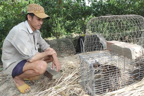 Người dân bẫy được cá thể giống mèo châu Phi quý hiếm