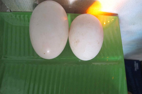 Lạ kỳ vịt đẻ trứng “song sinh” suốt 4 năm liền