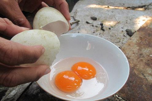 Lạ kỳ vịt đẻ trứng “song sinh” suốt 4 năm liền