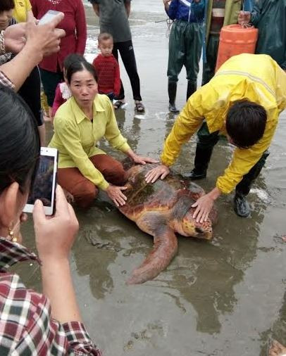 Một ngư dân bắt được rùa biển quý hiếm thả xuống biển