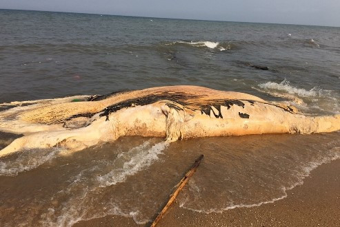 Xác cá voi trôi dạt vào bờ biển Quảng Bình