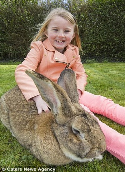 Chú thỏ khổng lồ lớn ngang đứa trẻ 7 tuổi