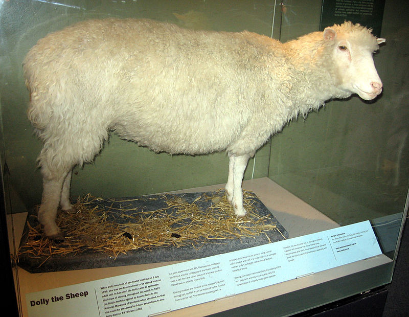 Văn hóa “soái ca” và cái chết của Cừu Dolly