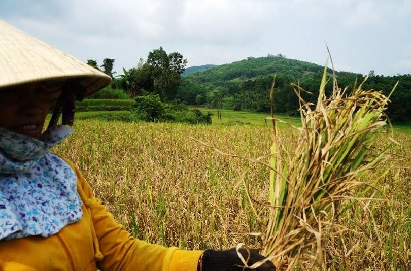 Nông dân “méo mặt” vì lúa không có thóc