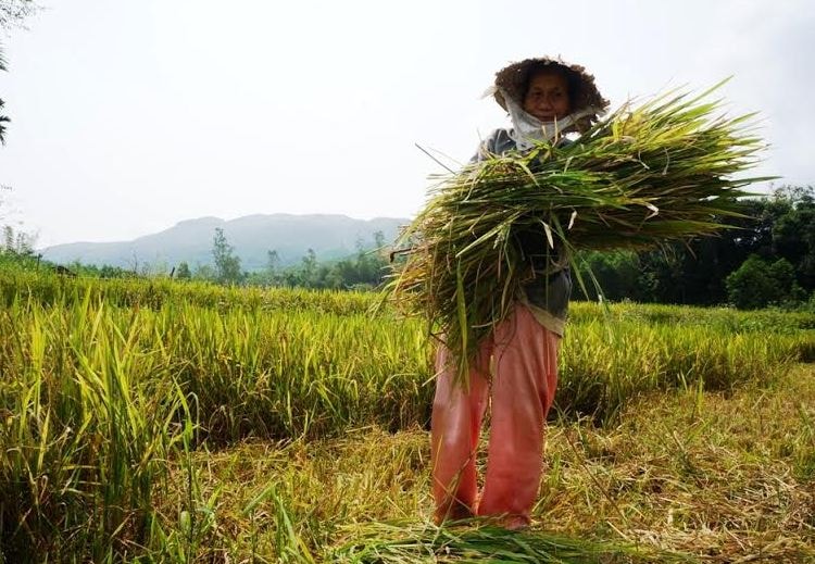 Nông dân “méo mặt” vì lúa không có thóc