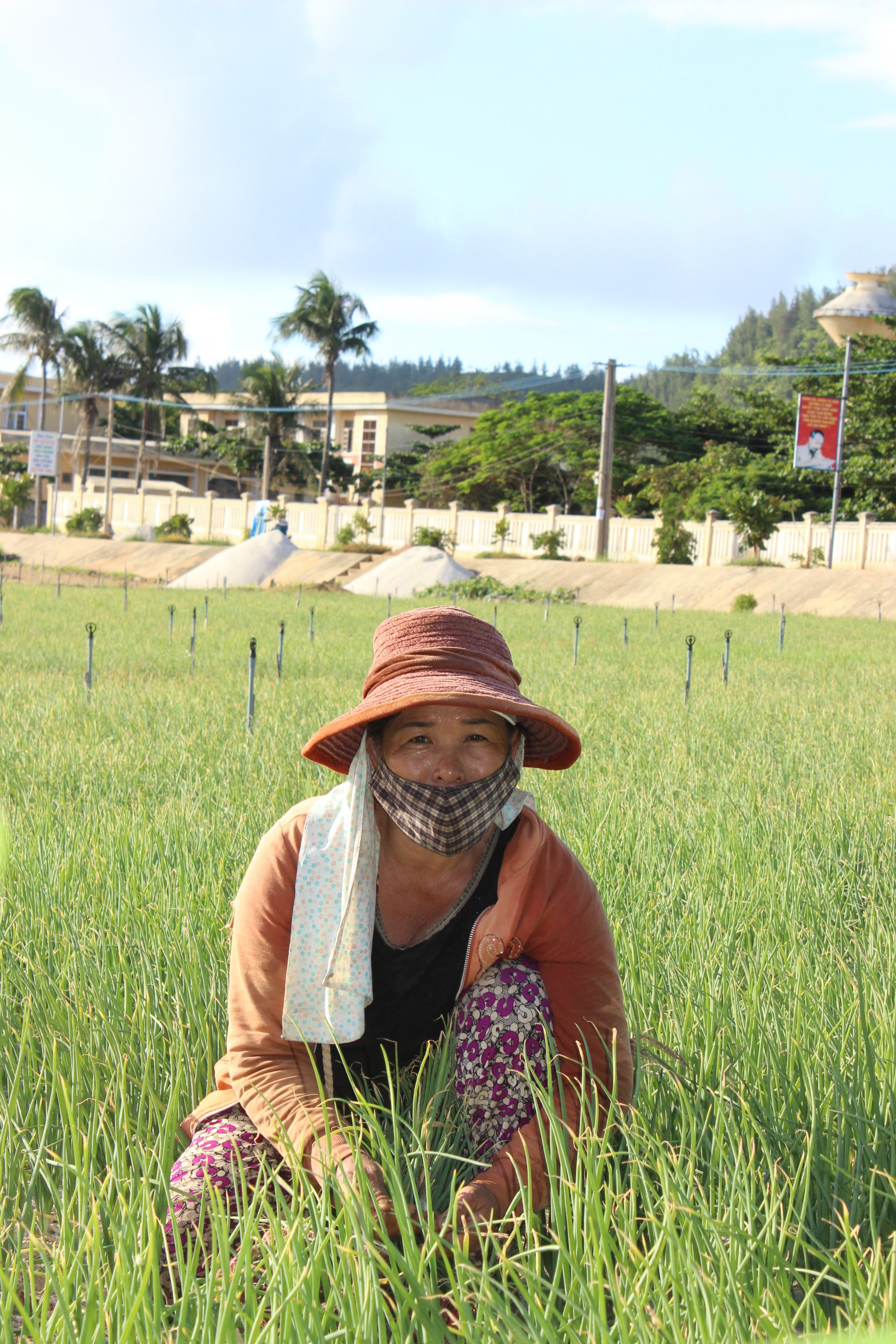 Nan giải bài toán rau sạch ở Hà Nội