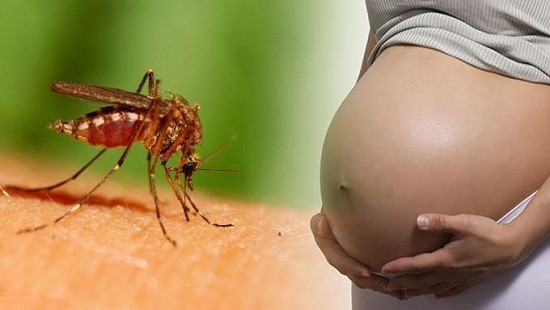 Đường đi của virus Zika