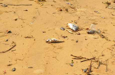 Người dân hoang mang khi cá chết bất thường ven biển Quảng Bình