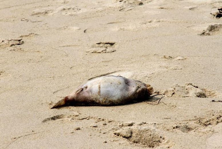 Thông tin vụ cá chết trôi dạt vào bờ biển Đà Nẵng và Cù Lao Chàm
