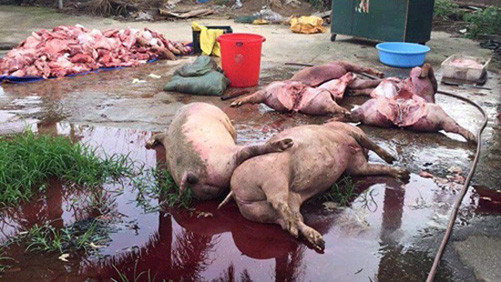 Quảng Ninh: Phát hiện 2 cơ sở mổ lợn chết để tiêu thụ 