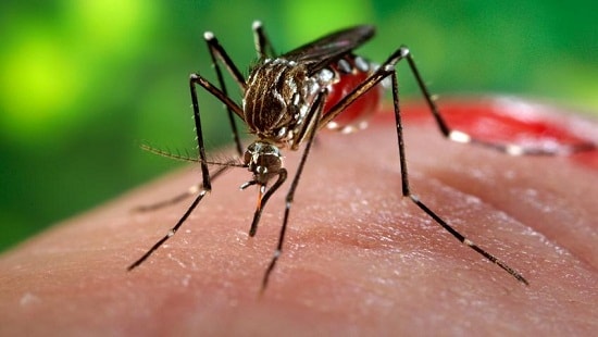 Liên tiếp ghi nhận các trường hợp tử vong vì virus Zika