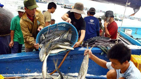Công bố đường dây nóng thu mua thủy, hải sản hỗ trợ ngư dân miền Trung