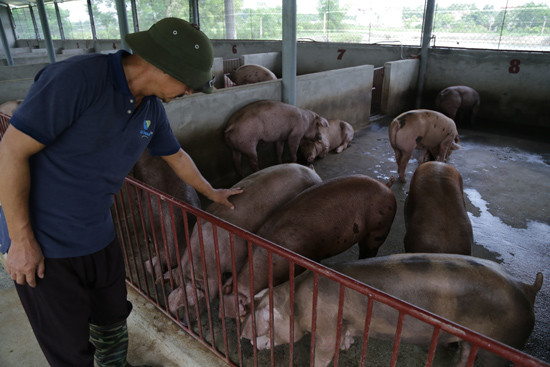 Trung Quốc mua lợn ồ ạt và những rủi ro không thể lường trước