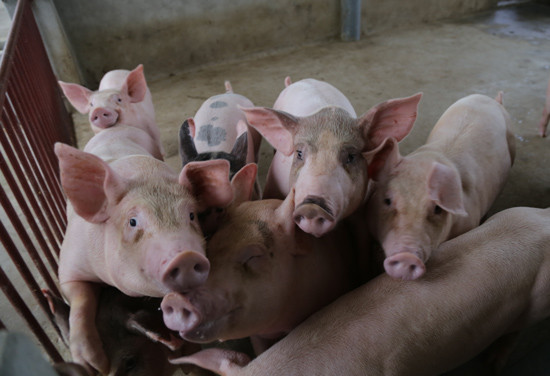 Trung Quốc mua lợn ồ ạt và những rủi ro không thể lường trước