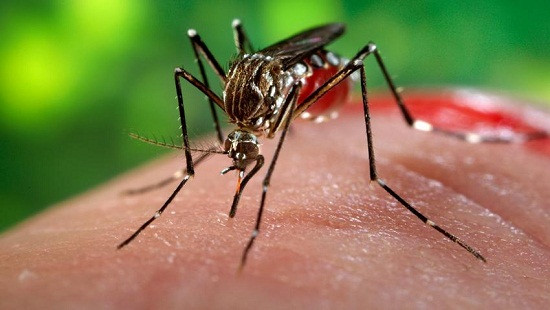 Một người Hàn Quốc nhiễm vi rút Zika sau khi trở về từ Việt Nam