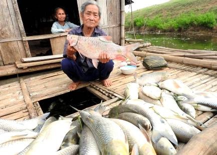 Hàng ngàn hộ dân có nguy cơ thiếu nước sạch vì cá chết trên sông Bưởi