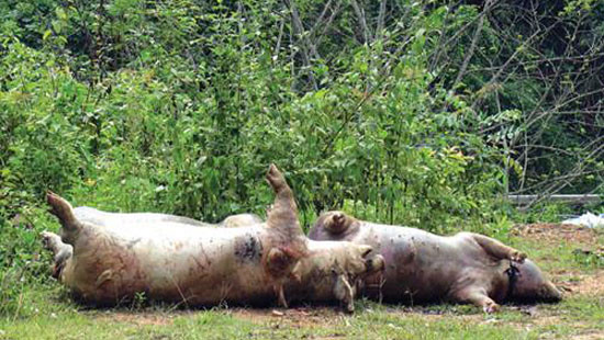 Kinh hoàng phát hiện gần chục điểm vứt lợn chết khiến môi trường ô nhiễm nặng tại Cao Bằng