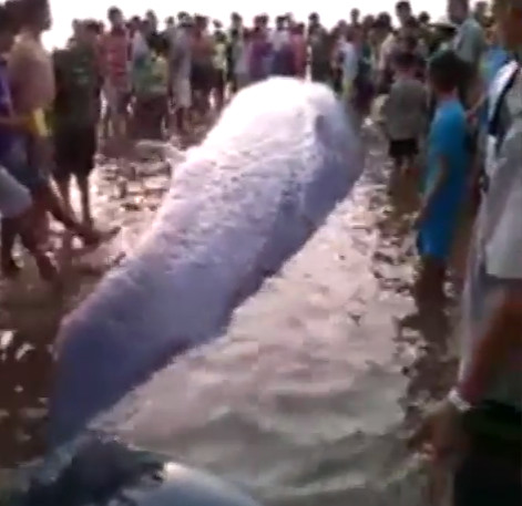 Nghệ An: Cá voi nặng chục tấn mắc cạn được người dân giải cứu
