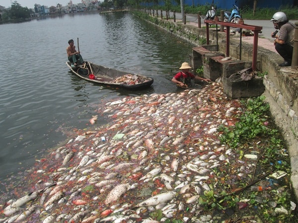 Nam Định: Cá chết nổi trắng một góc hồ Truyền Thống