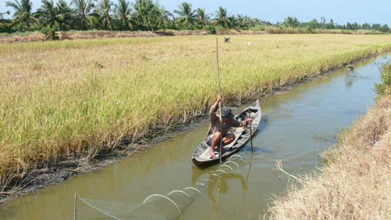 Cà Mau: Công bố thiên tai cấp độ 2 trên nuôi trồng thủy sản
