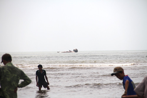 Phát hiện xác cá voi “khủng” dạt vào bờ biển Nghệ An