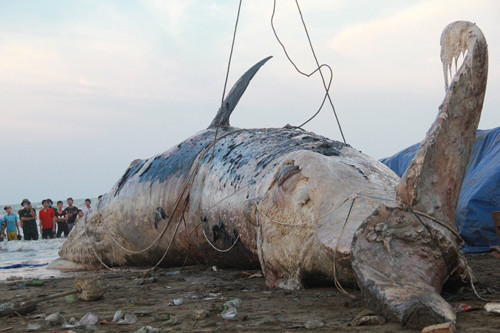 Người dân trải thảm đỏ làm lễ an táng xác cá voi khổng lồ