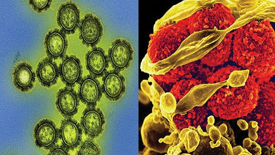 Thông tin lý thú: Vi khuẩn khác Virus thế nào?