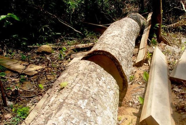 Xử lý nghiêm đối tượng phá rừng tự nhiên