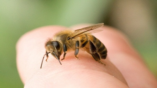 Tin tức 24h về sức khỏe: Cứu sống người bị ong vò vẽ đốt hơn 100 vết