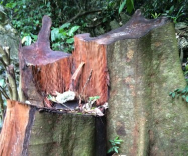 Kiểm điểm, làm rõ trách nhiệm vụ phá rừng ở Pù Luông