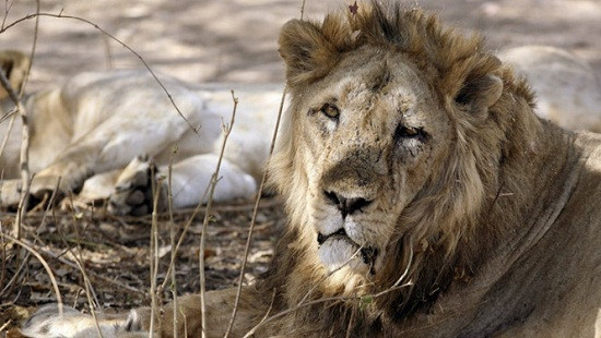 Sư tử bị tù chung thân vì ăn thịt người