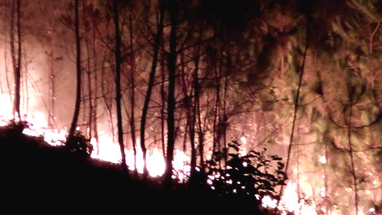 Huy động hàng trăm người chữa cháy rừng thông