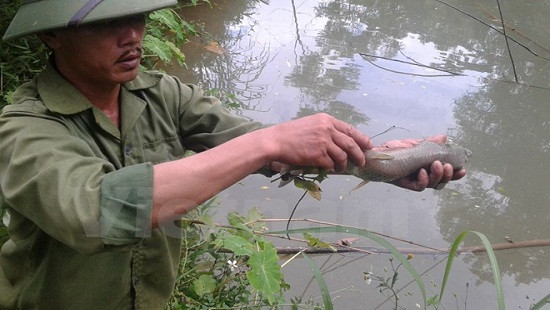 Hòa Bình: Xác định “thủ phạm” làm cá chết bất thường ở Cao Phong