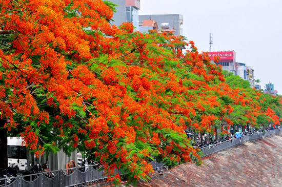 Hà Nội trồng cây, phủ xanh đường phố