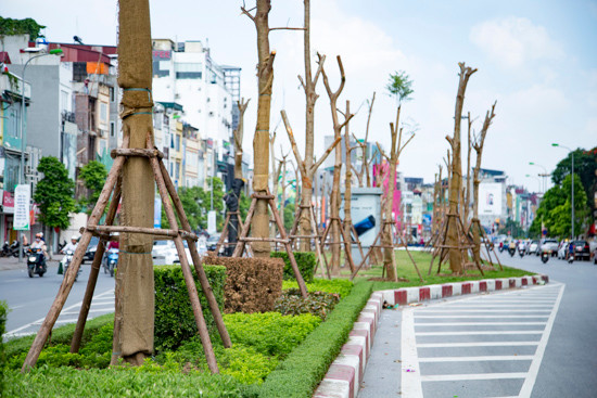 Hà Nội trồng cây, phủ xanh đường phố