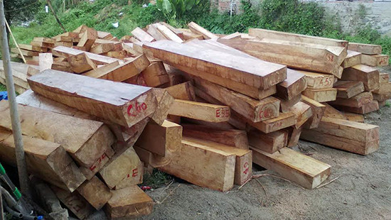 Hàng chục cây pơ mu trăm năm tuổi bị lâm tặc “xẻ thịt” tại biên giới Việt-Lào