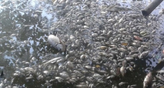 Thanh Hóa: Lấy mẫu nước, xác định nguyên nhân cá chết hàng loạt