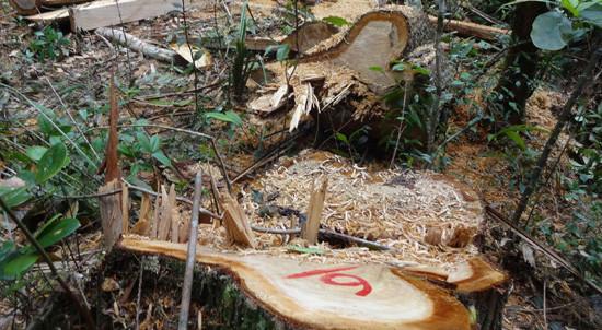 Vụ phá rừng pơ mu ở Quảng Nam: Không loại trừ phá rừng có tổ chức, thậm chí xuyên quốc gia
