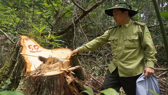 Vụ phá rừng pơ mu ở Quảng Nam: Đình chỉ công tác 3 cán bộ Biên phòng