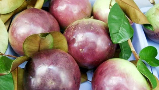Loại trái cây thứ 5 của Việt Nam được phép nhập khẩu vào Mỹ