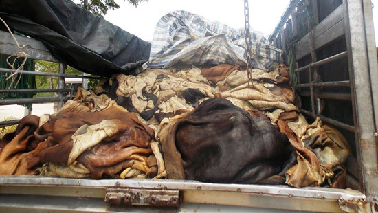 Bắt xe tải vận chuyển 4 tấn da trâu, bò đi tiêu thụ